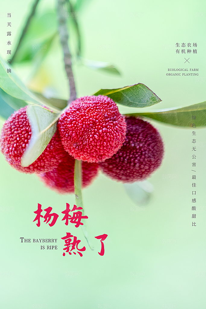 杨梅宣传海报设计素材展板