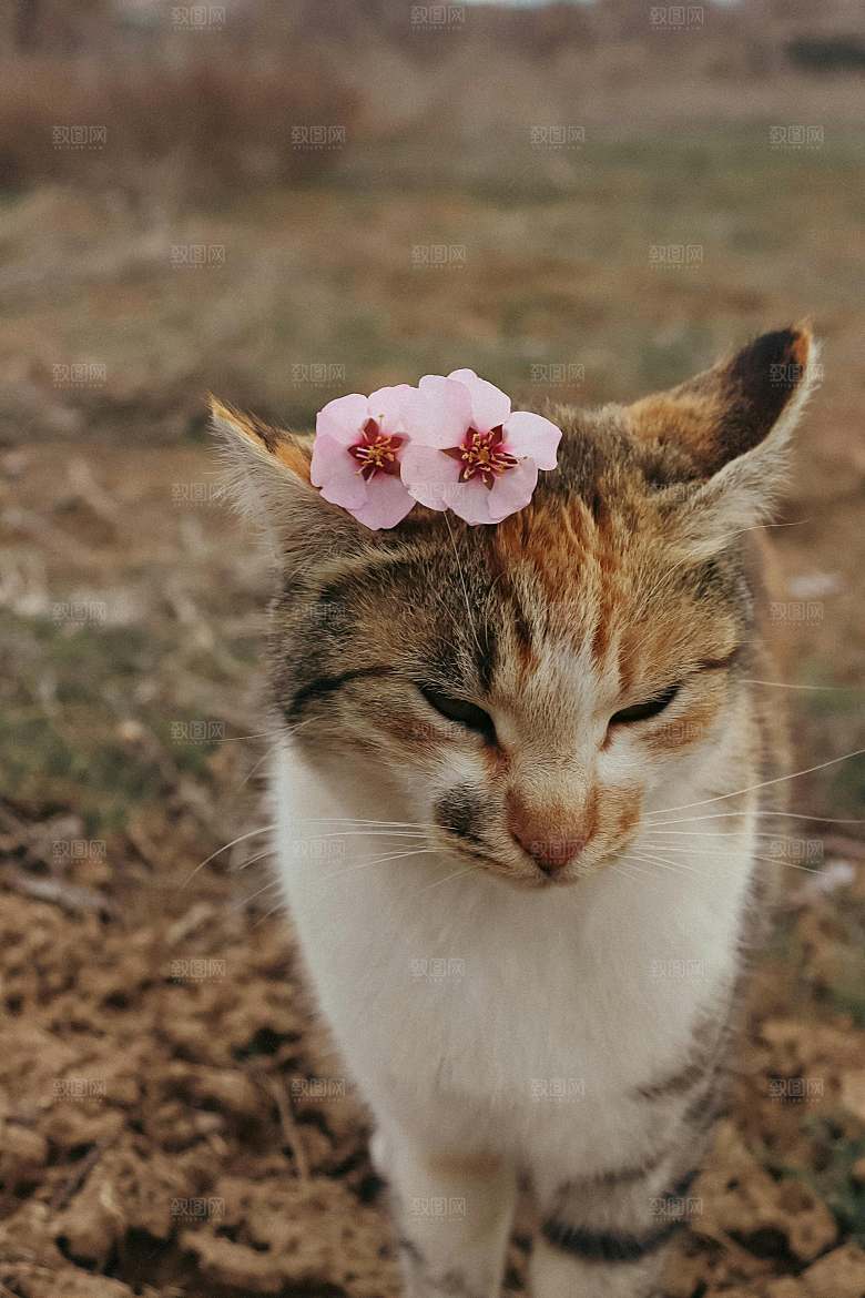 可爱小猫咪咪照片素材