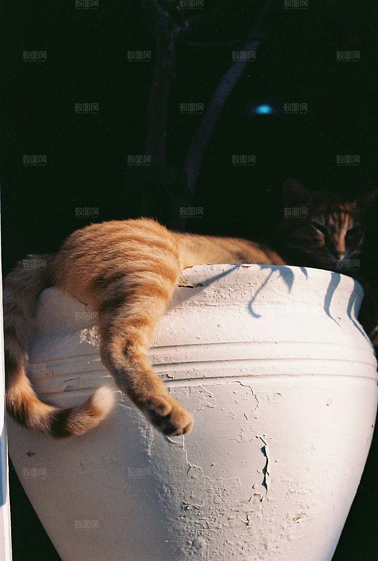 可爱小猫咪咪照片素材