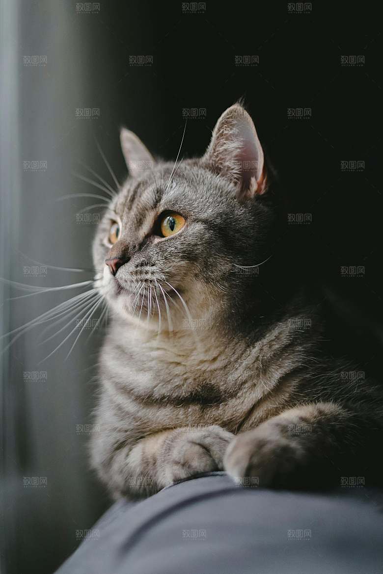 可爱小猫咪咪照片素材