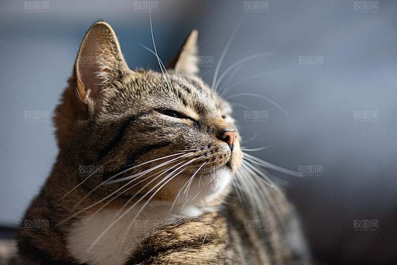 可爱小猫咪咪照片素材
