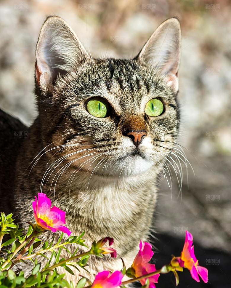 可爱小猫咪咪照片素材
