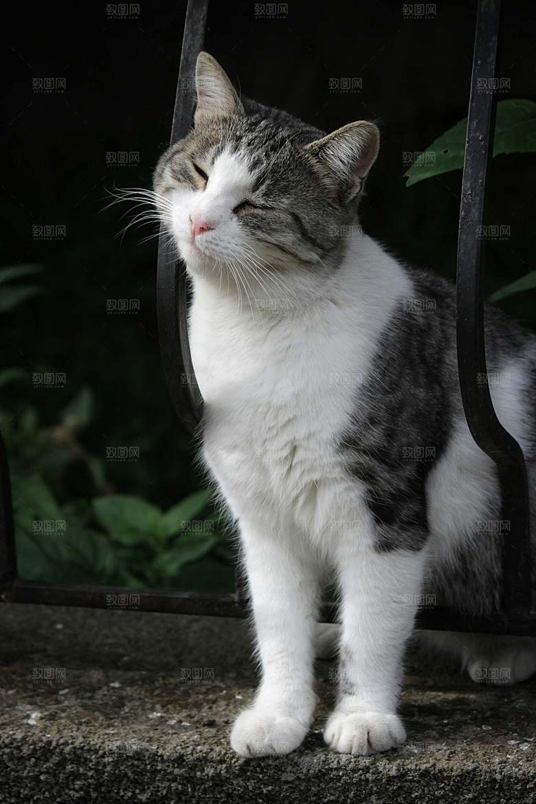 可爱小猫咪咪照片素材
