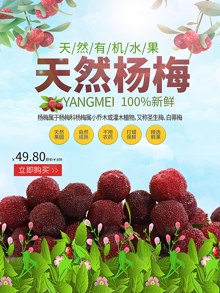 新鲜水果天然杨梅