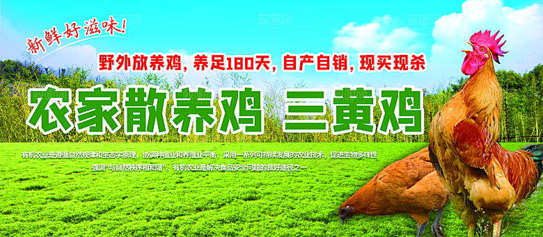 农家散养鸡三黄鸡