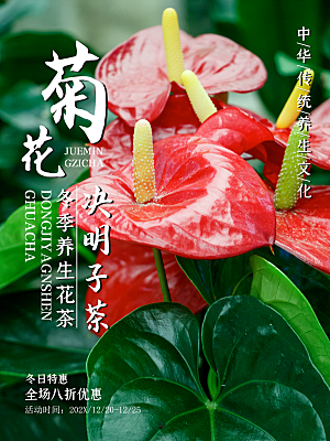 冬季养生花茶菊花茶