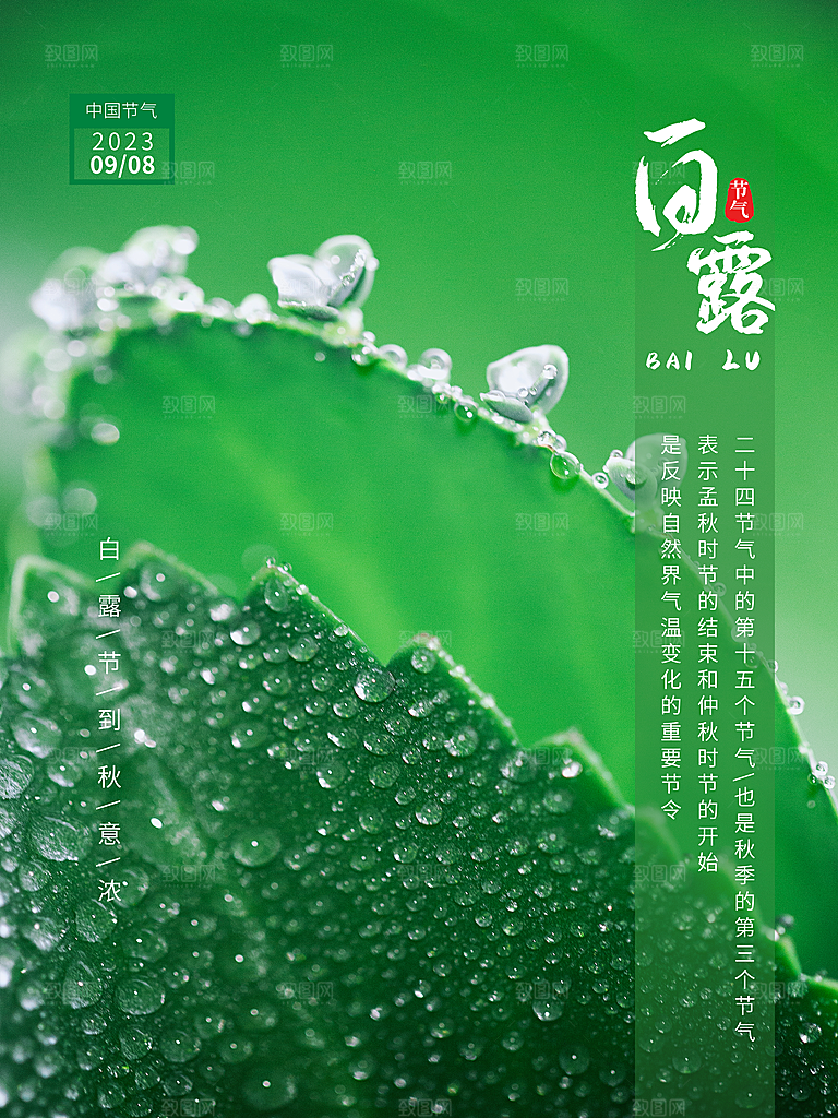 白露节气简约大气海报