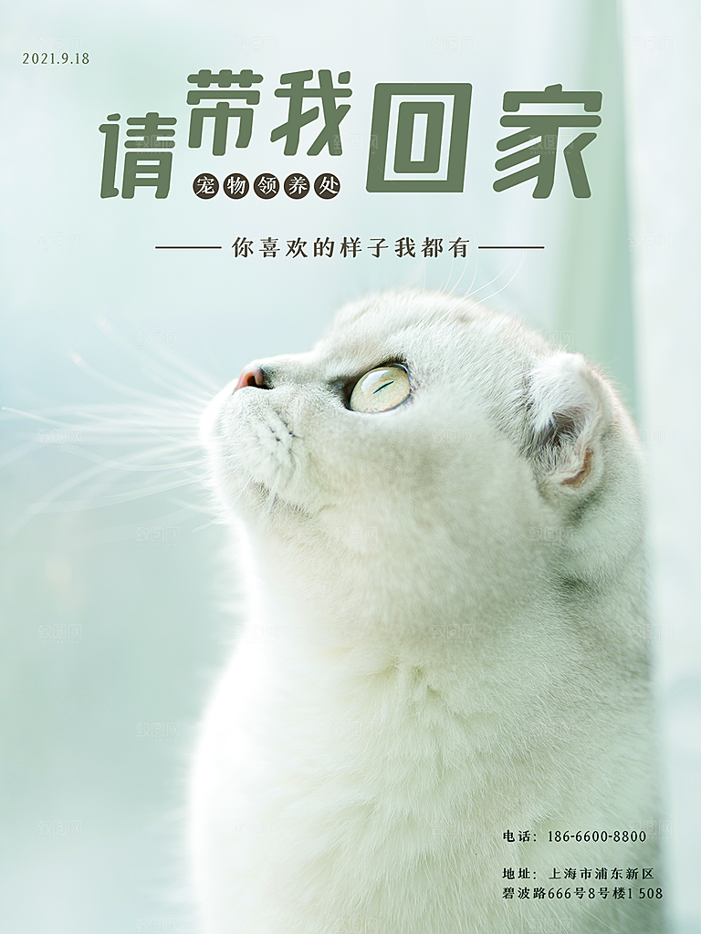 宠物动物口粮商店美容海报