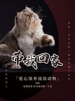 宠物动物口粮商店美容海报