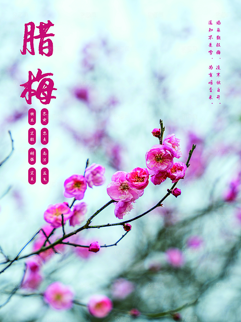 梅花红梅腊梅图片