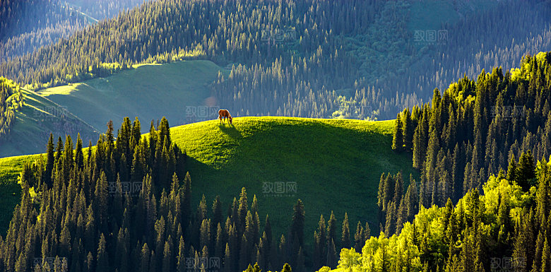 山林森林树木背景