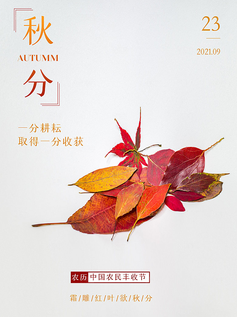 传统节气秋分海报模板