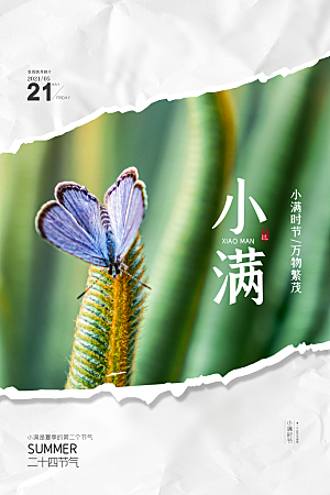 小满节气简约大气海报