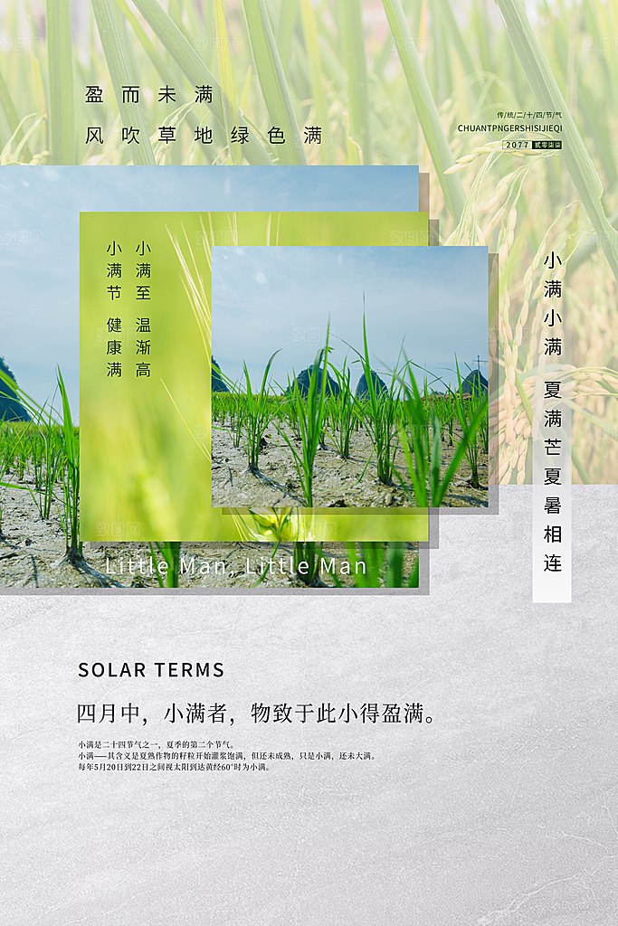 小满节气简约大气海报