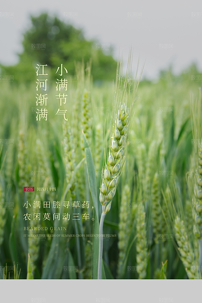 小满节气简约大气海报