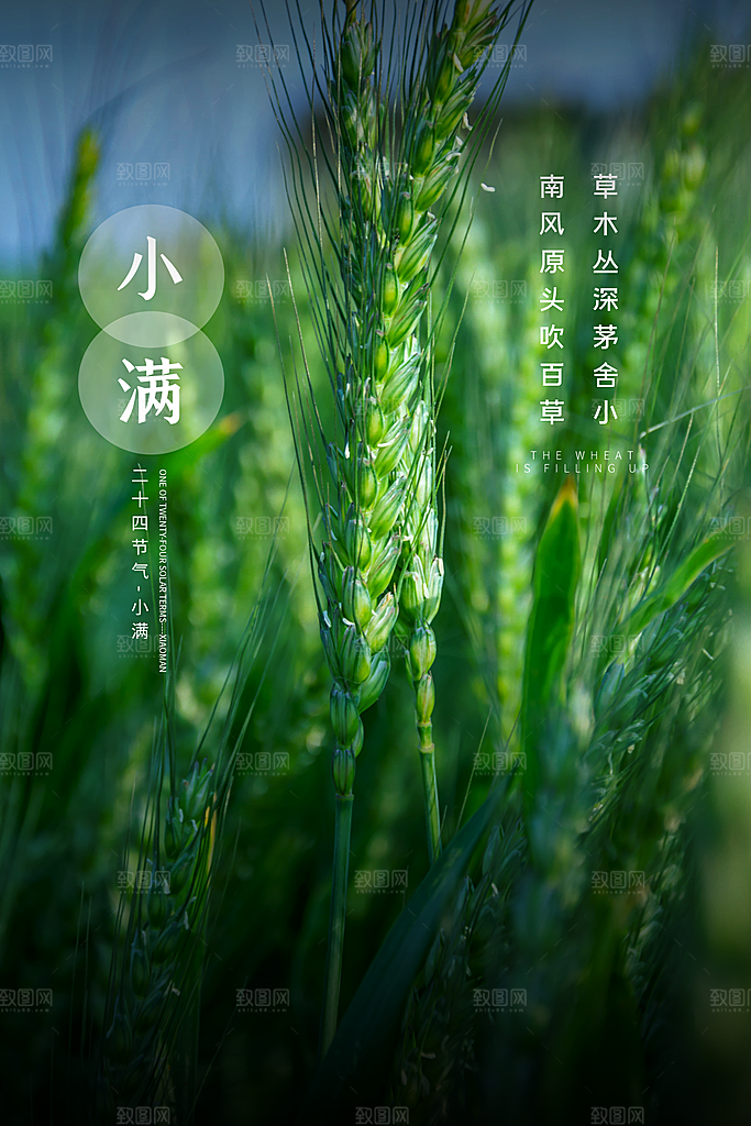 小满节气简约大气海报