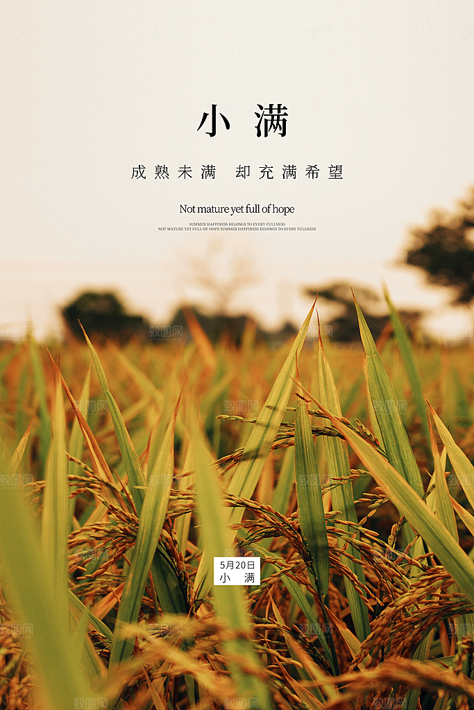 小满节气简约大气海报