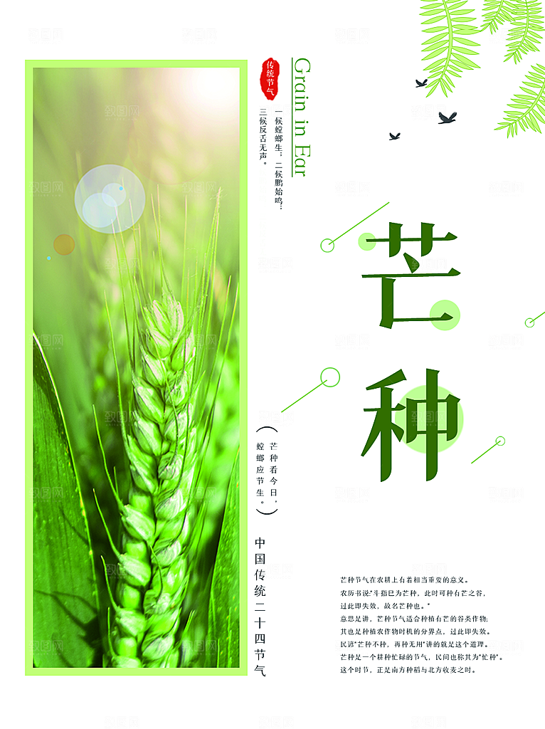传统二十四节气芒种
