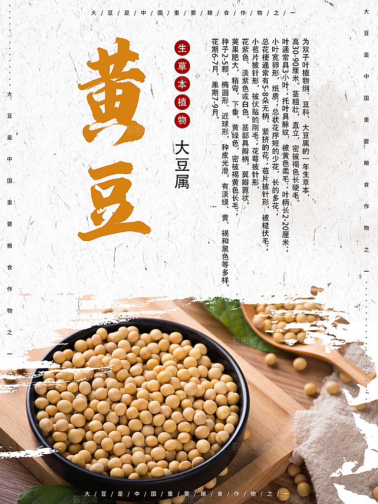 生草本植物黄豆海报