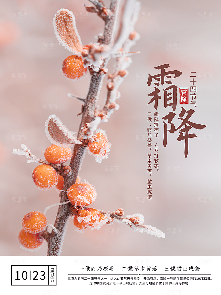 霜降节气简约大气海报