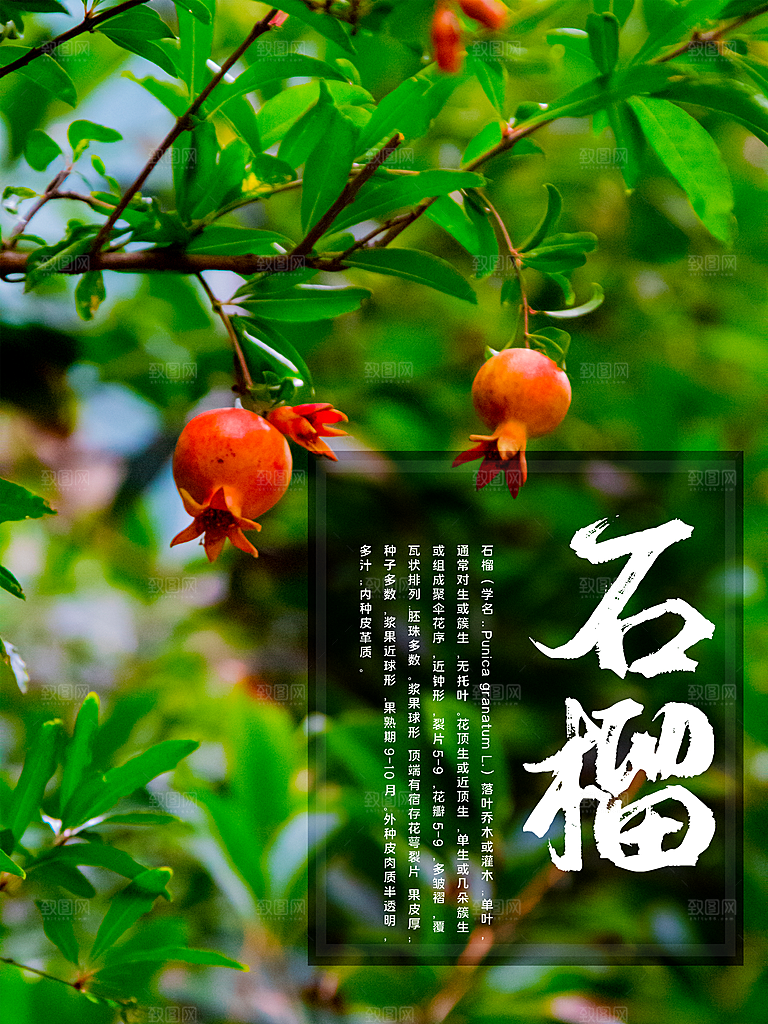 新鲜水果石榴海报