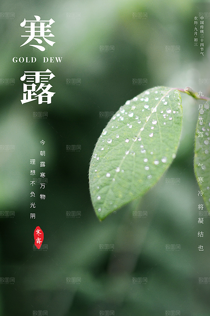 寒露节气简约大气海报
