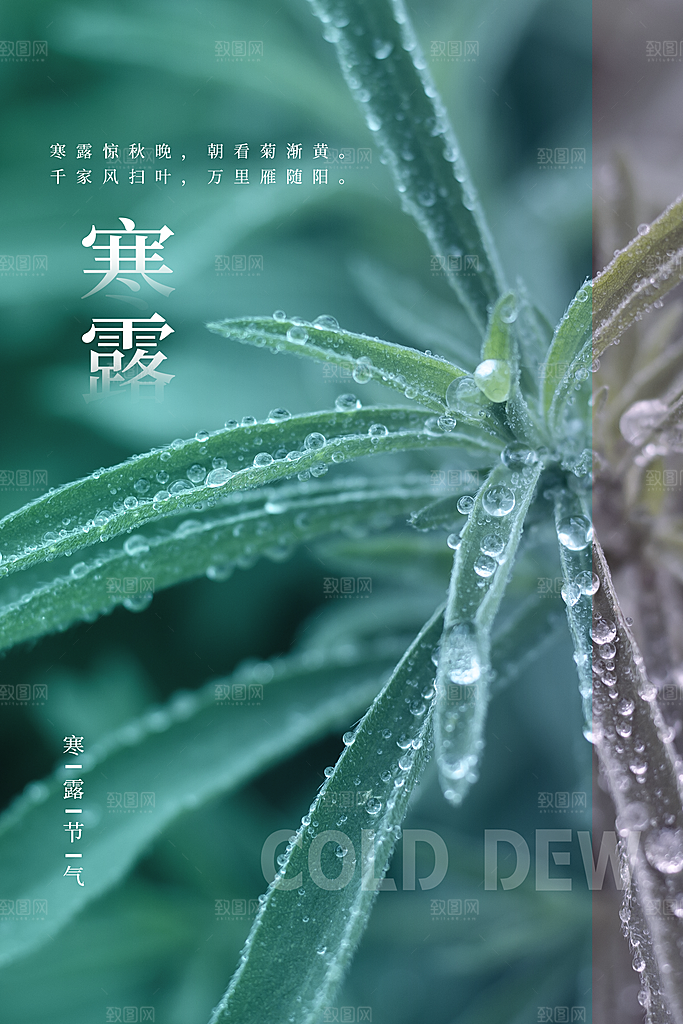 寒露节气简约大气海报