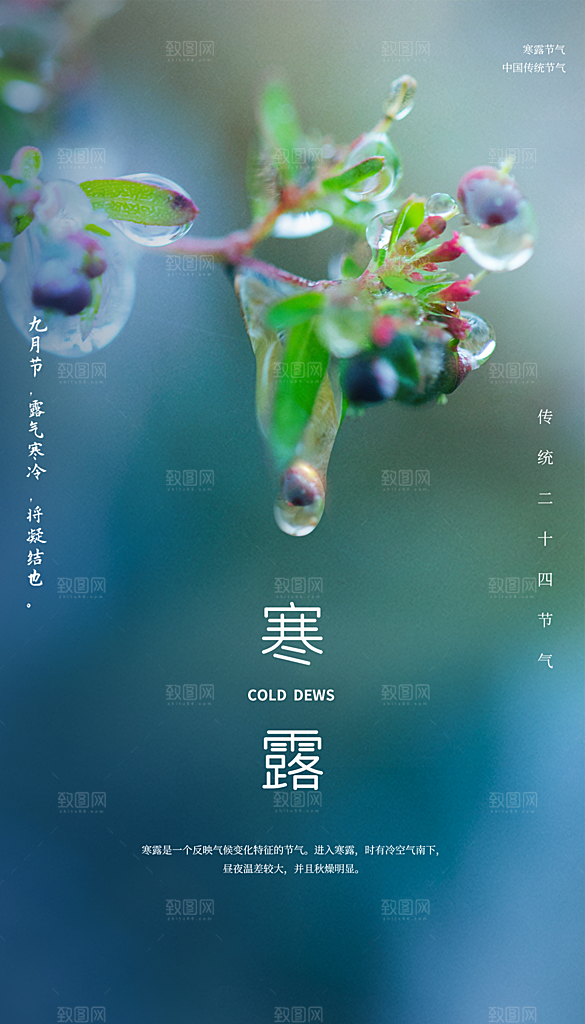 寒露节气简约大气海报