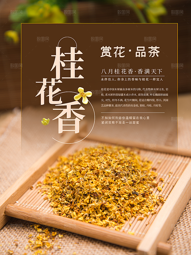 赏花品茶桂花香养生