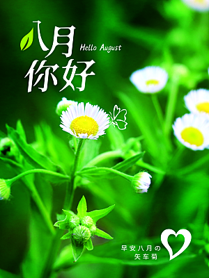 你好八月宣传海报