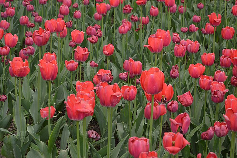 春天公园盛开的郁金香花