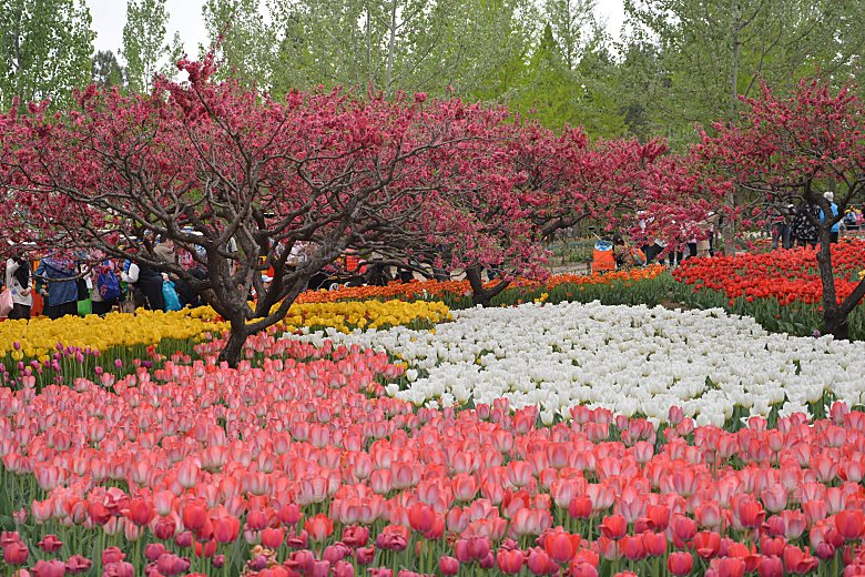 春天公园盛开的郁金香花