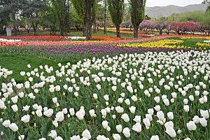 春天公园盛开的郁金香花