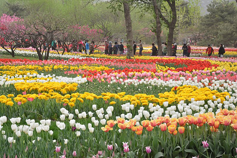 春天公园盛开的郁金香花
