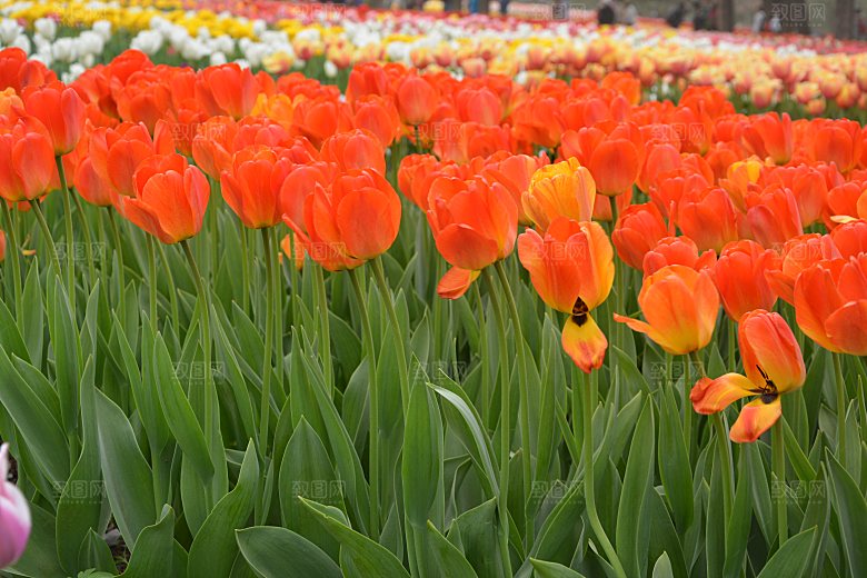 春天公园盛开的郁金香花