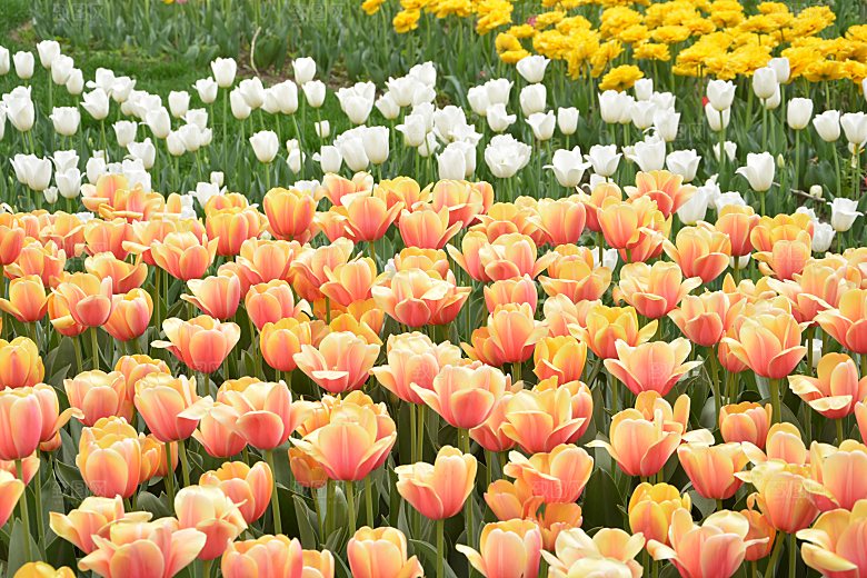 春天公园盛开的郁金香花