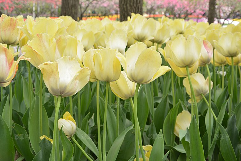 春天公园盛开的郁金香花
