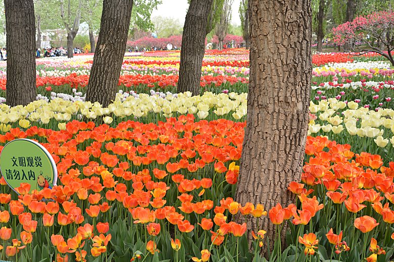 春天公园盛开的郁金香花