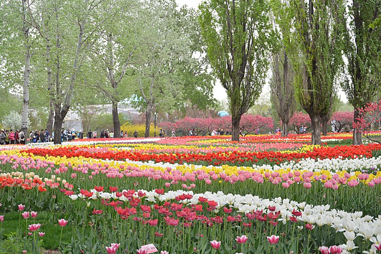 春天公园盛开的郁金香花