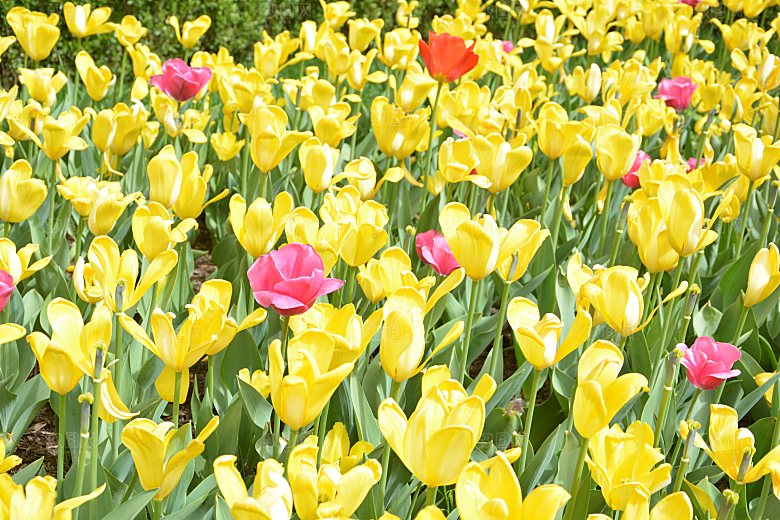 春天公园盛开的郁金香花