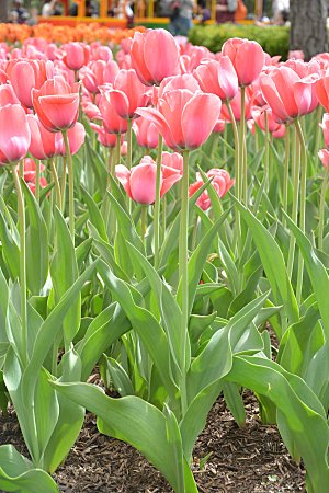 春天公园盛开的郁金香花