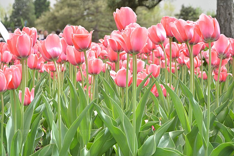 春天公园盛开的郁金香花