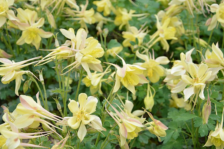 公园春花大花耧斗菜