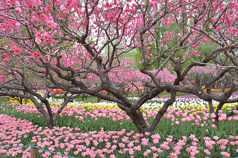 春天公园山桃花正开