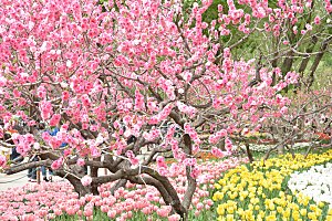 春天公园山桃花正开