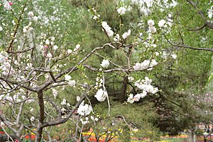 春天公园山桃花正开