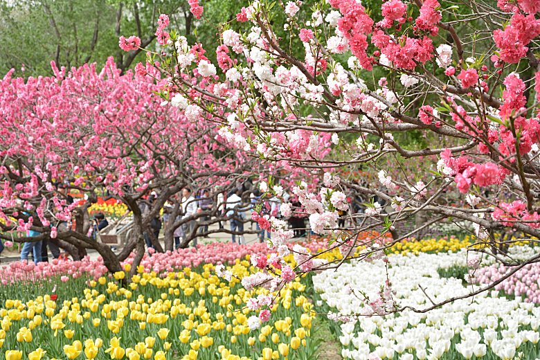 春天公园山桃花正开