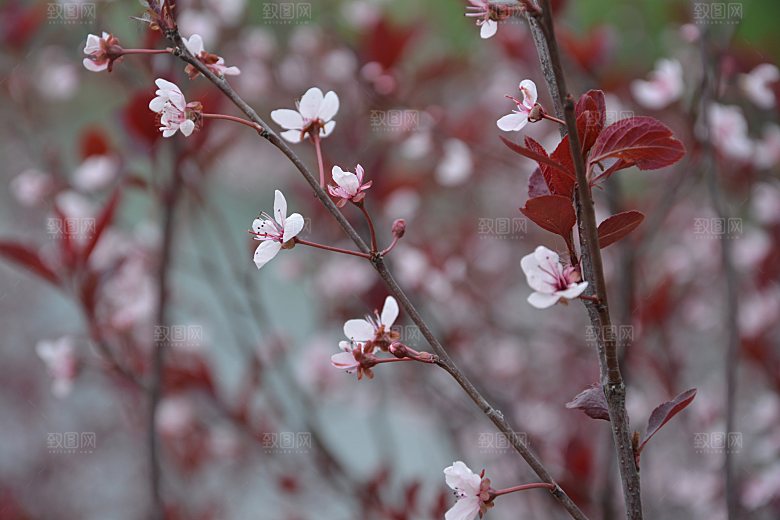 春天紫叶矮樱花正开
