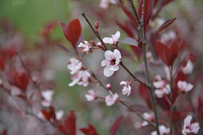 春天紫叶矮樱花正开