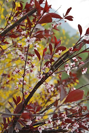 春天紫叶矮樱花正开